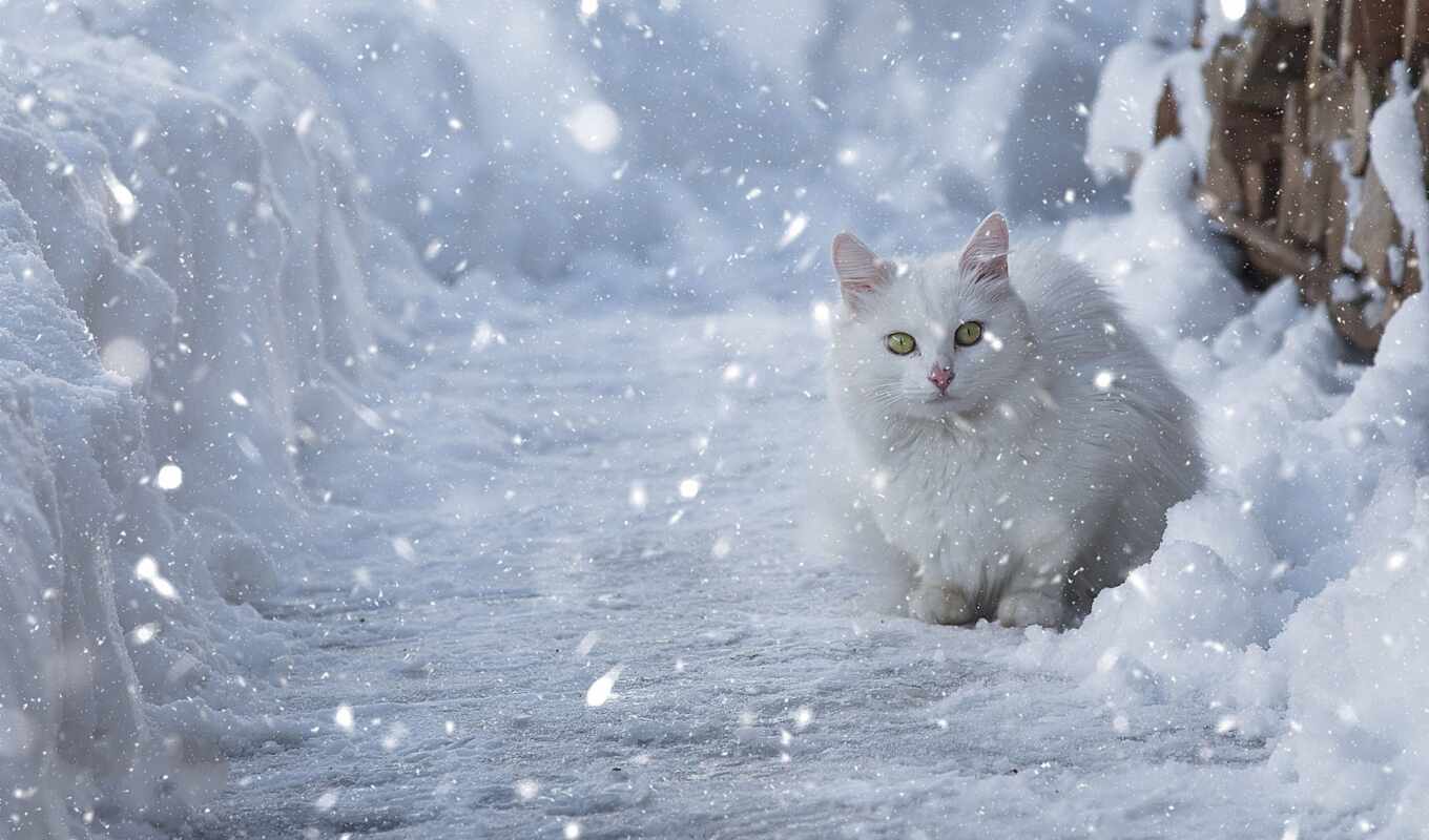 love, weather, snow, winter, cat, cute, when, kitty