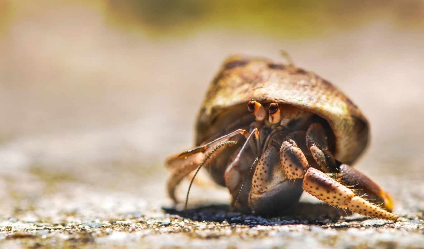 crab, the hermit