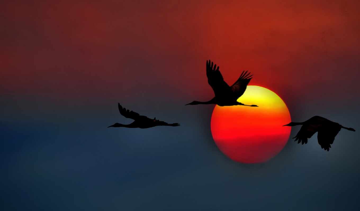 небо, sun, закат, птица, animal, crane