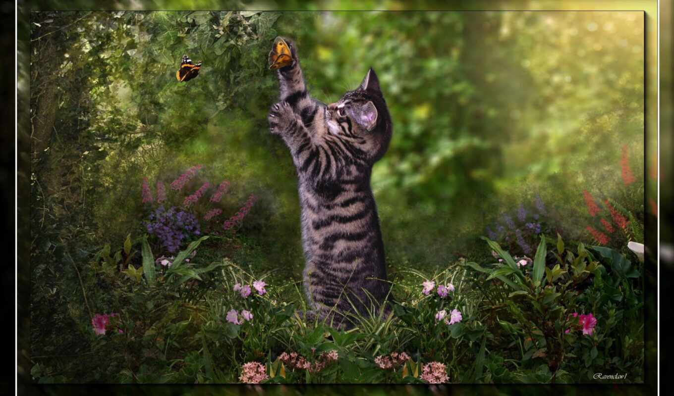 play, butterfly, cat, cute, kitty, animal