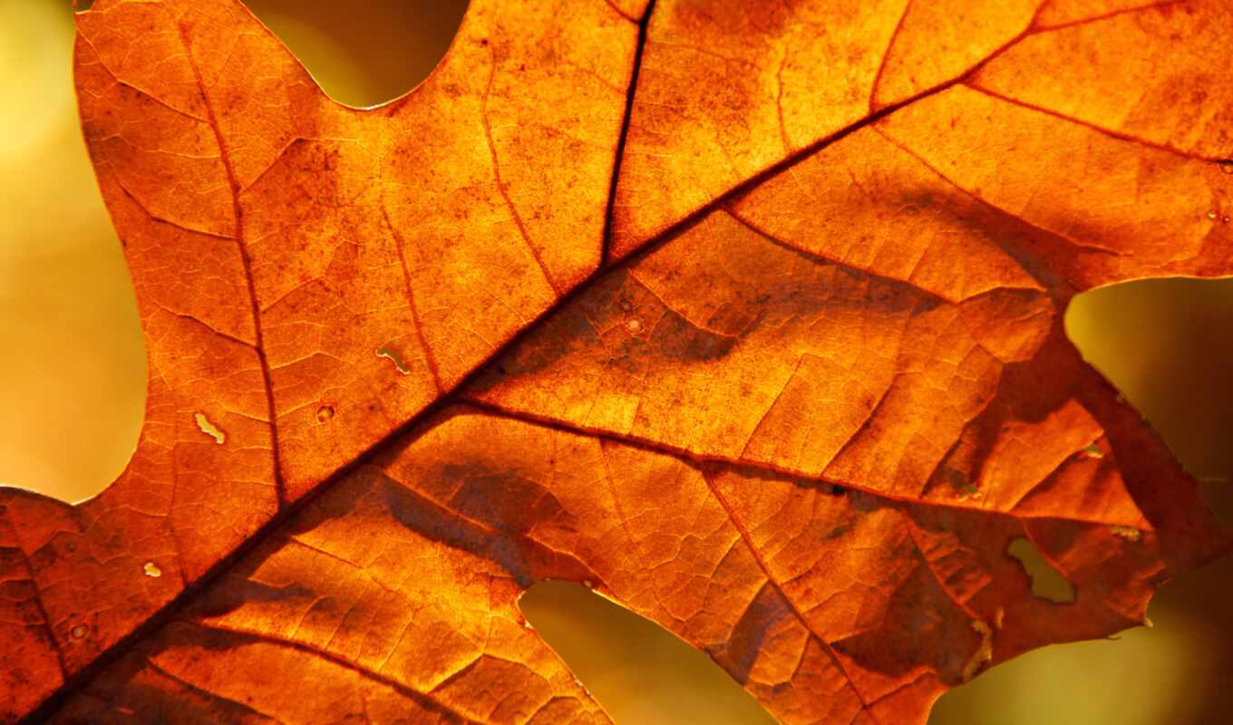 осень, листва, пасть, dry, куча, makryi, лифей, секафогли, секчеобой