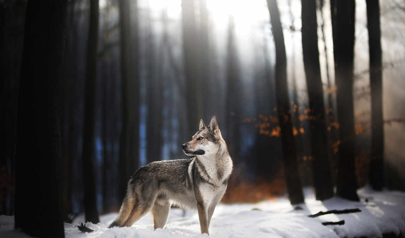 природа, свет, дерево, собака, смотреть, осень, branch, волк, wolfdog, czechoslovakian, fore