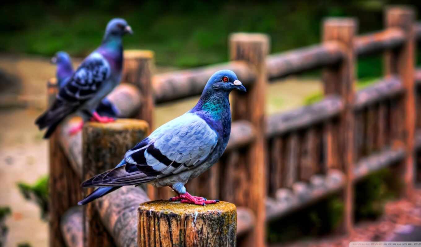 bird, animal, pigeon