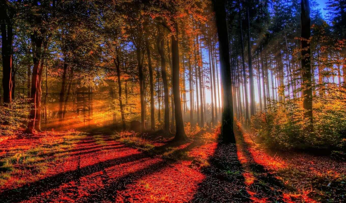 nature, ipad, light, sunset, forest, mini, autumn, trees