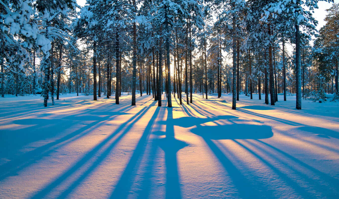 winter, лес, crystal, лесу, зимние, деревьев, тени, зимнем