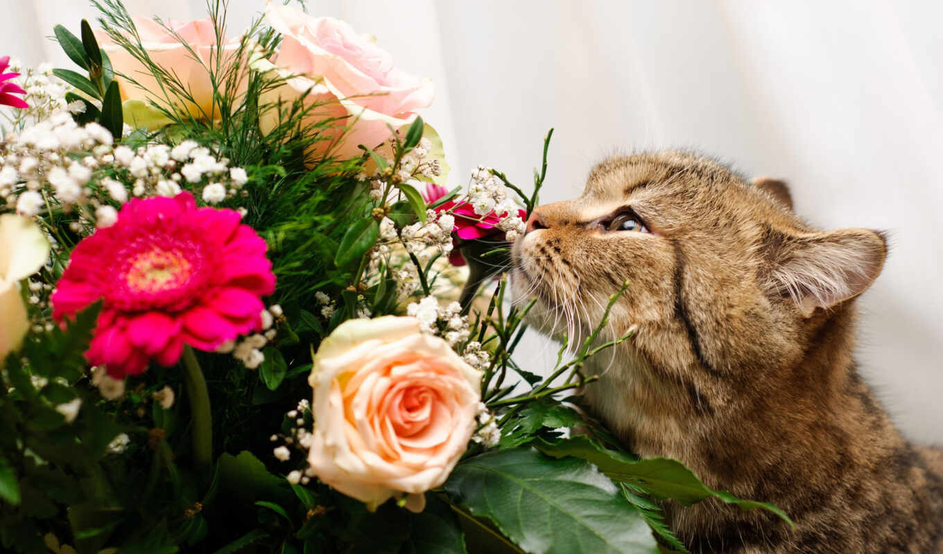 white, cat, roses, bouquet, cvety, roses, colors