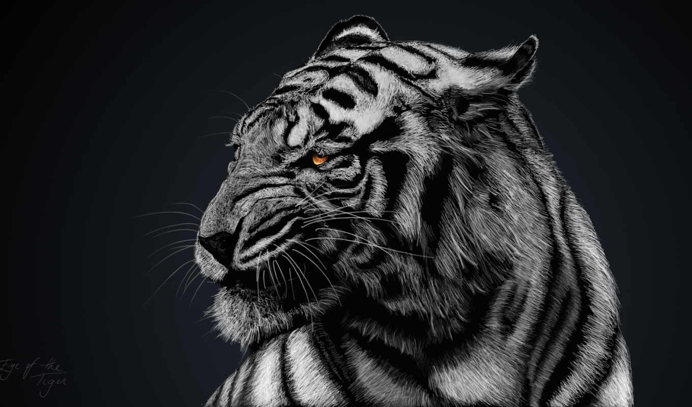 desktop, white, free, background, tiger, animal, tablebg