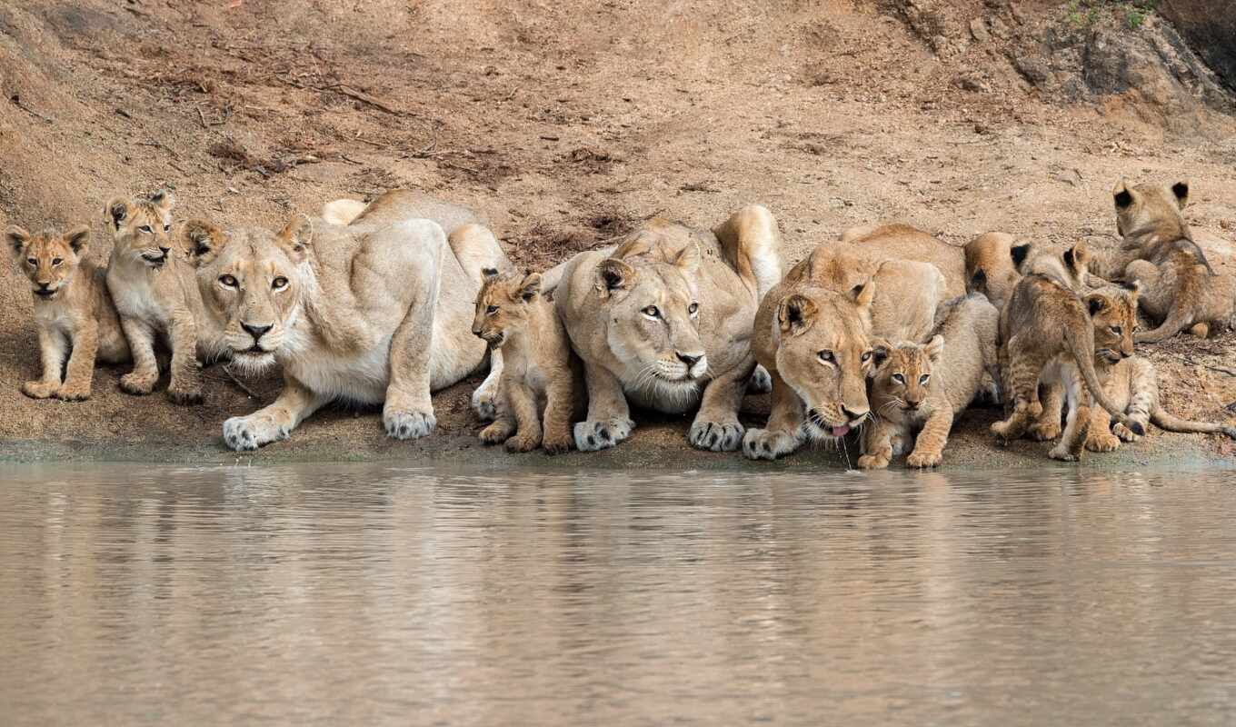 photo, lion, group, cat, come, leopard, the cub, drink, lioness, pride, royalty