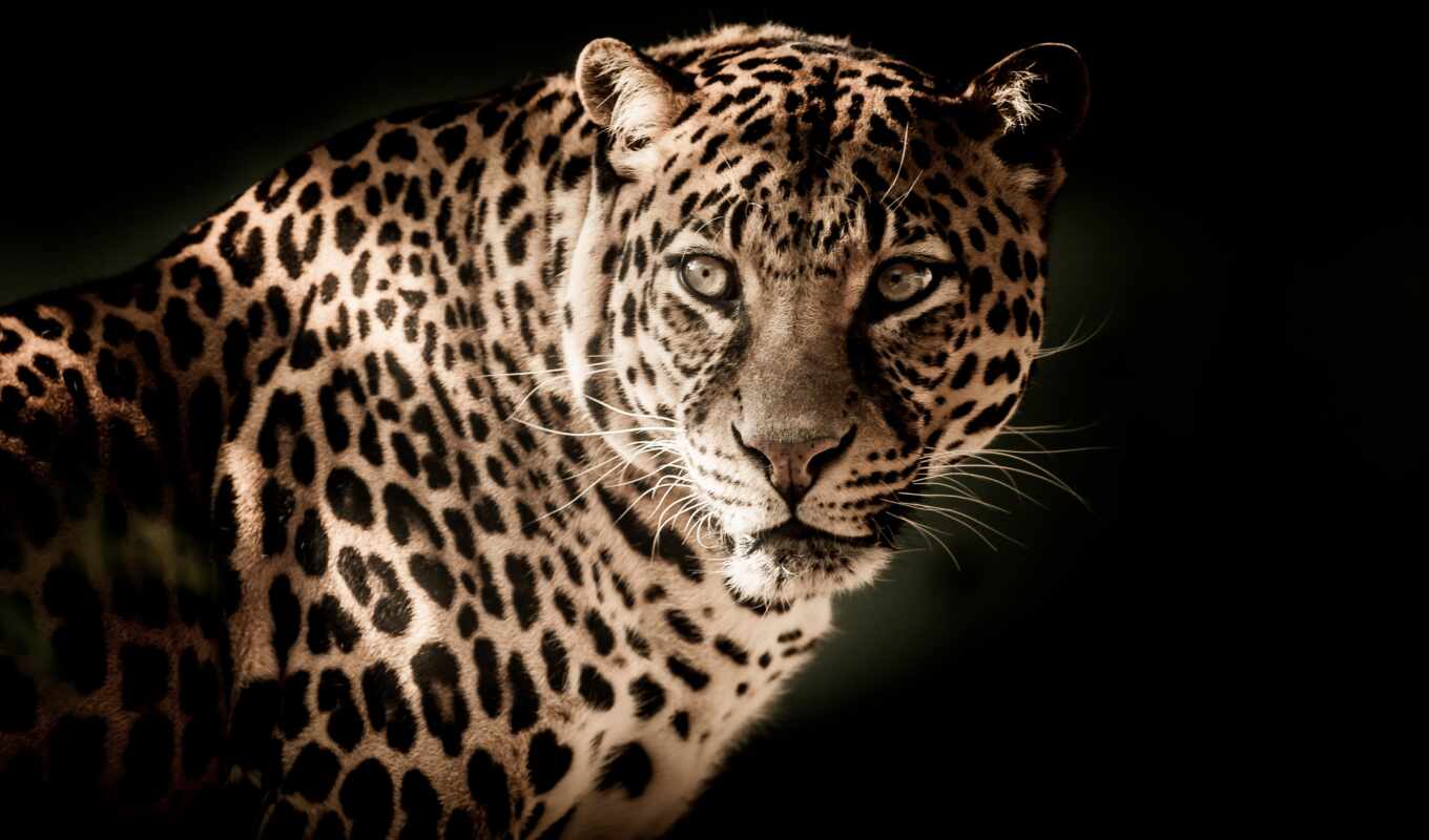 view, free, subject matter, one, leopard, predator, animal, high - quality, fonwall