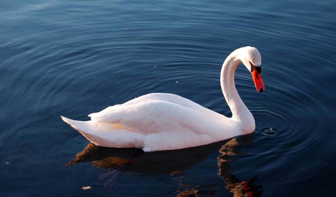 lake, white, water, bird, pond, reflection, swan