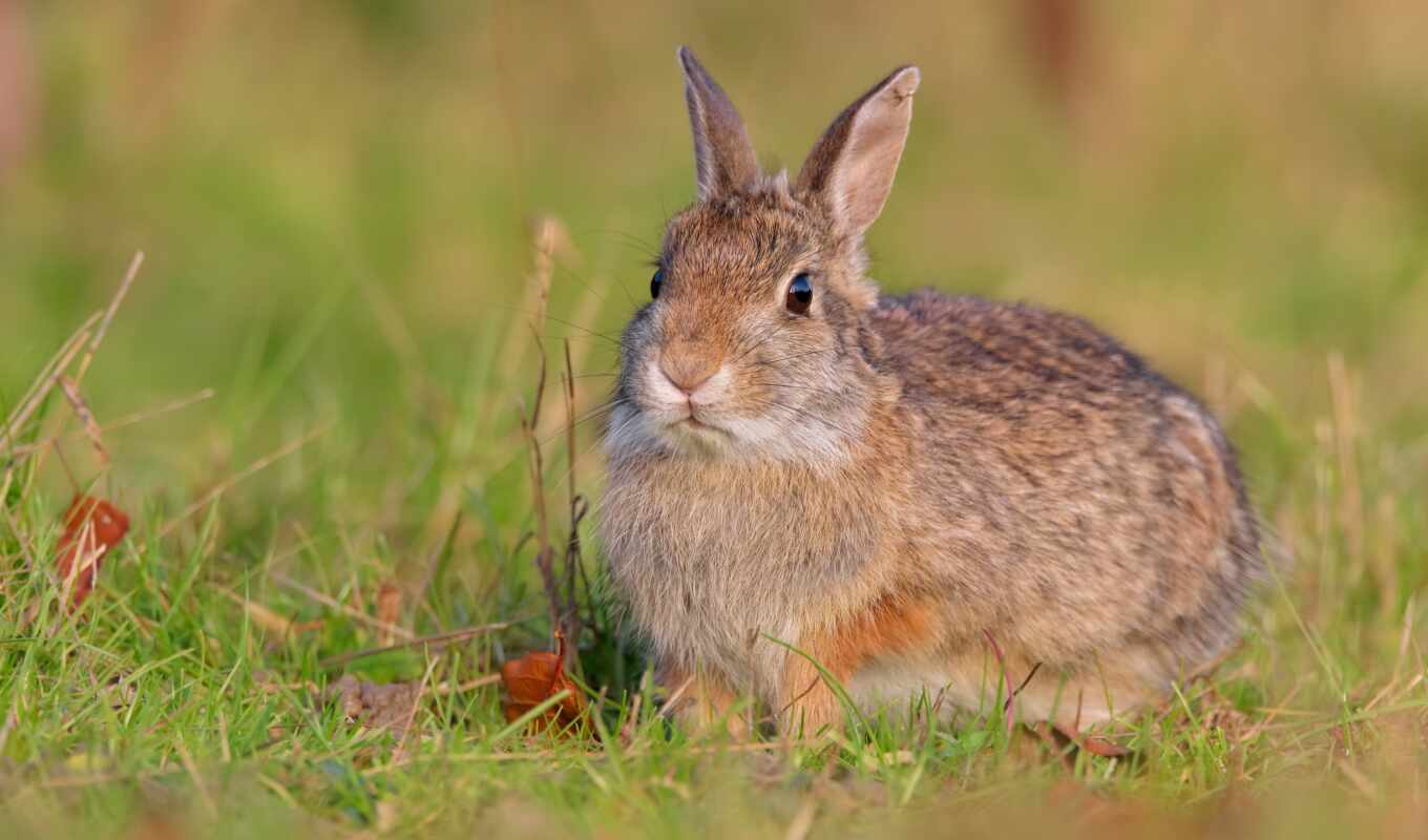 grass, rabbit