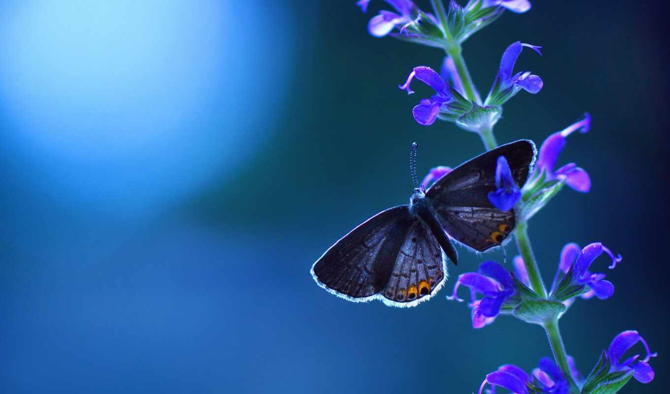 flowers, butterfly, sits, colors, different