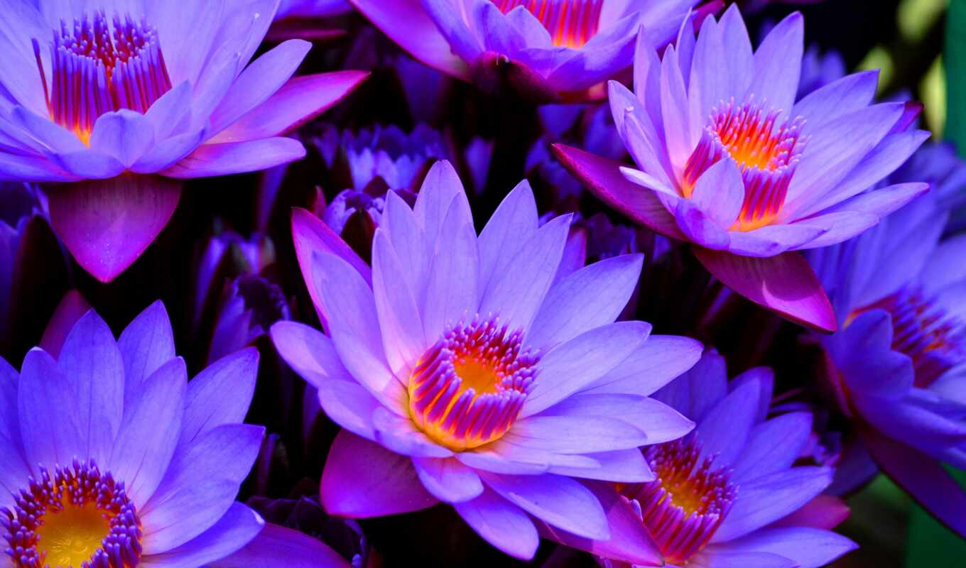 desktop, цветы, blue, purple, flowers, lotus