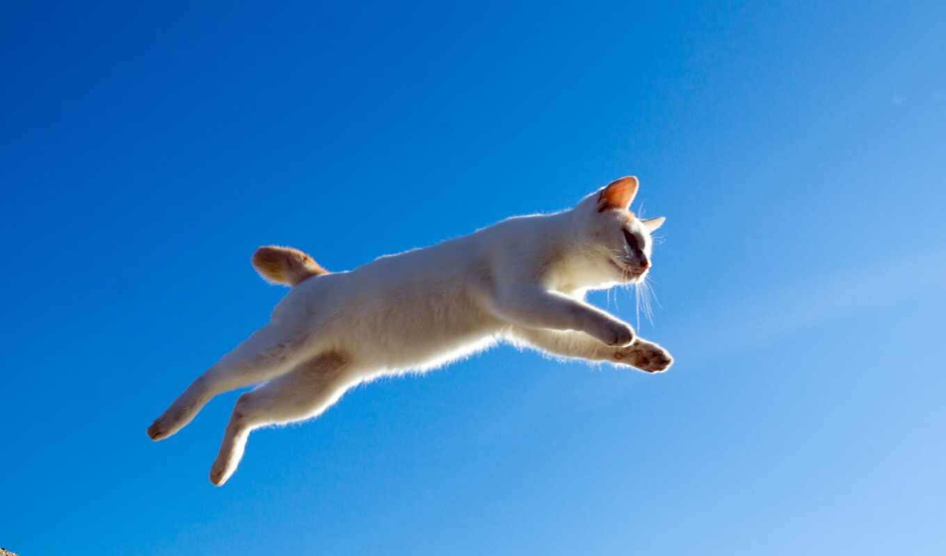 картинка, полет, кот, прыжок, кошки