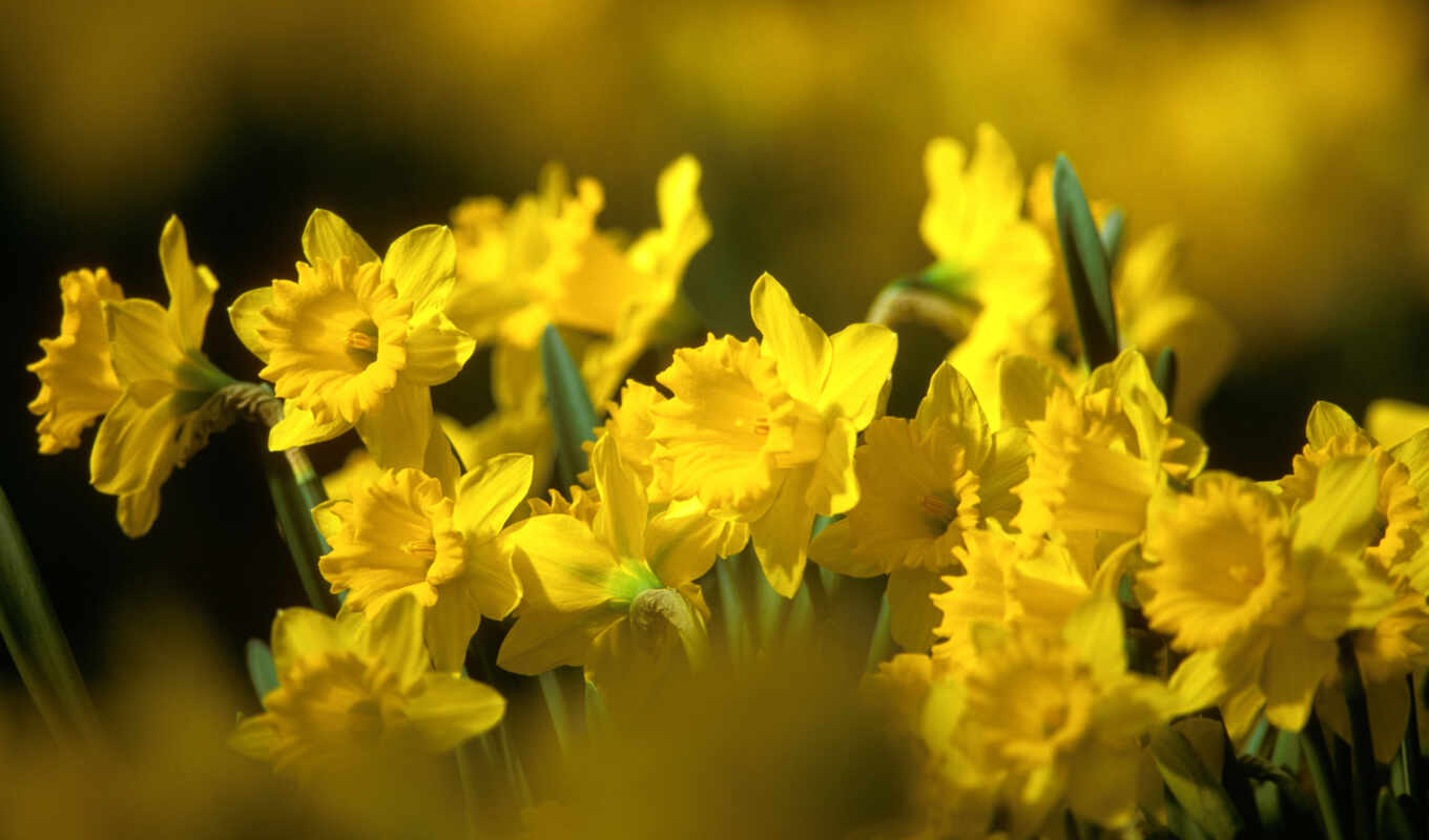 nature, spring, yellow, cvety, buds, daffodils
