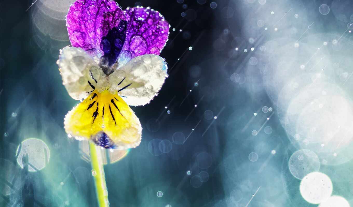flowers, rain, under, bokeh, rain, eyes, pansies, solar, viola, highlights