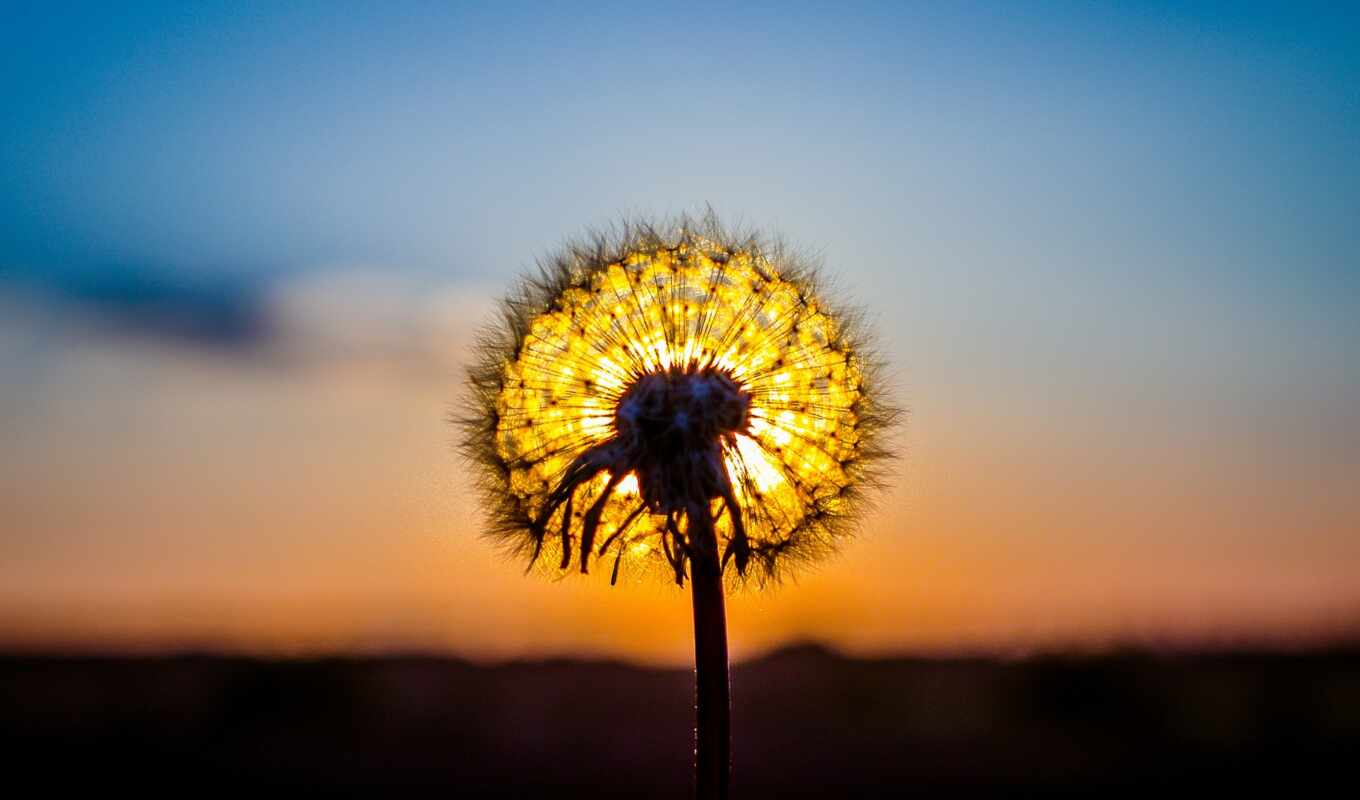 nature, flowers, free, sun, sunset, which, dandelion, plant, horizon, to leave, makryi