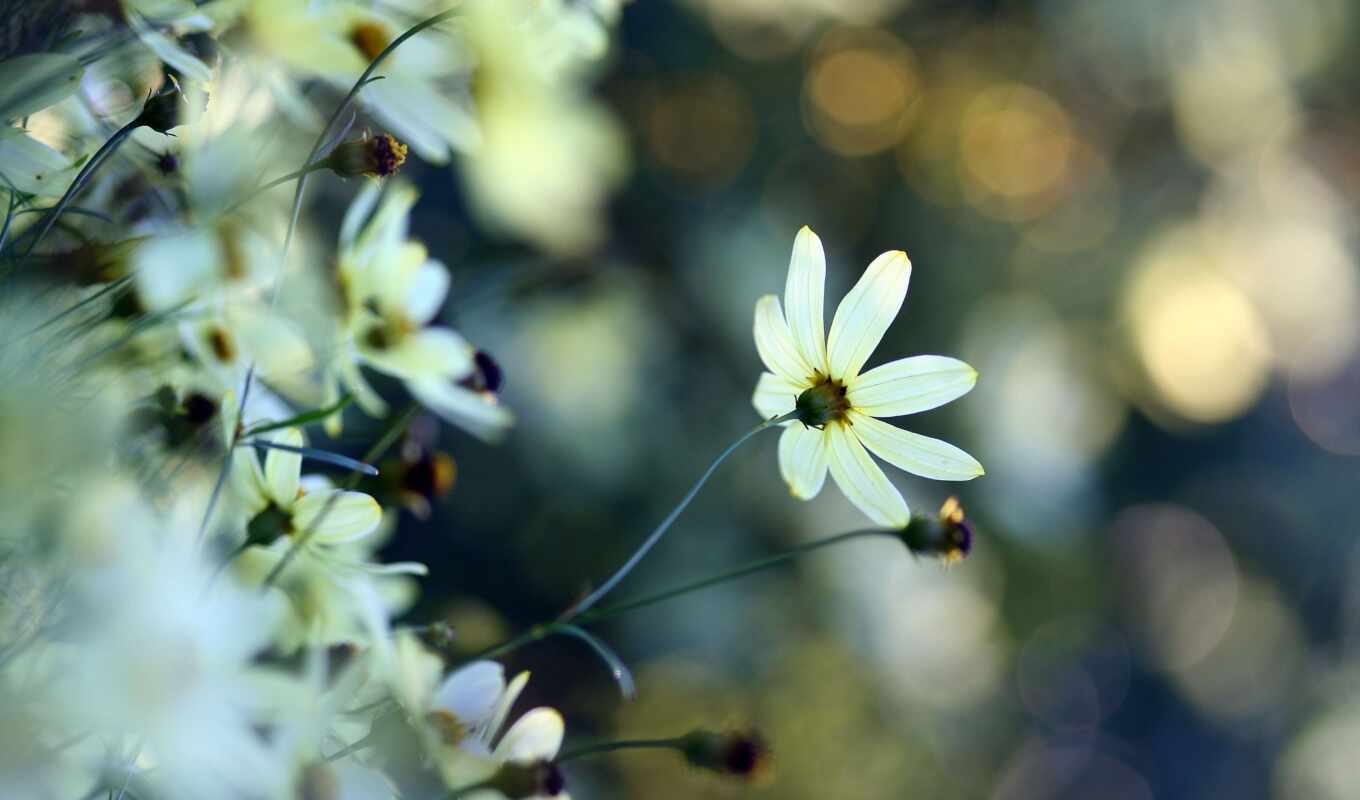 цветы, девушка, white, красивый, small, gentle