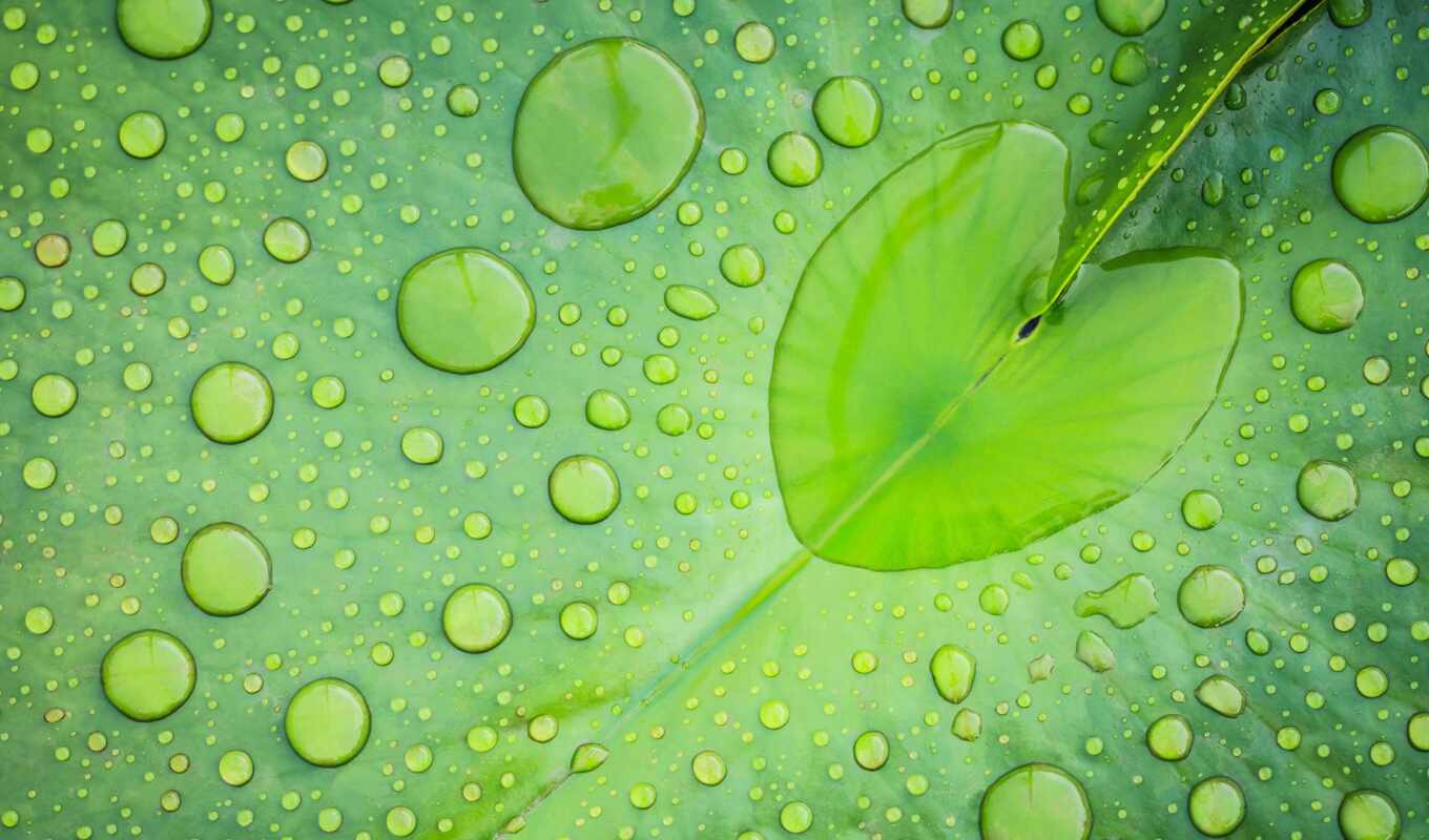 drop, water, lotus, leaf, shape