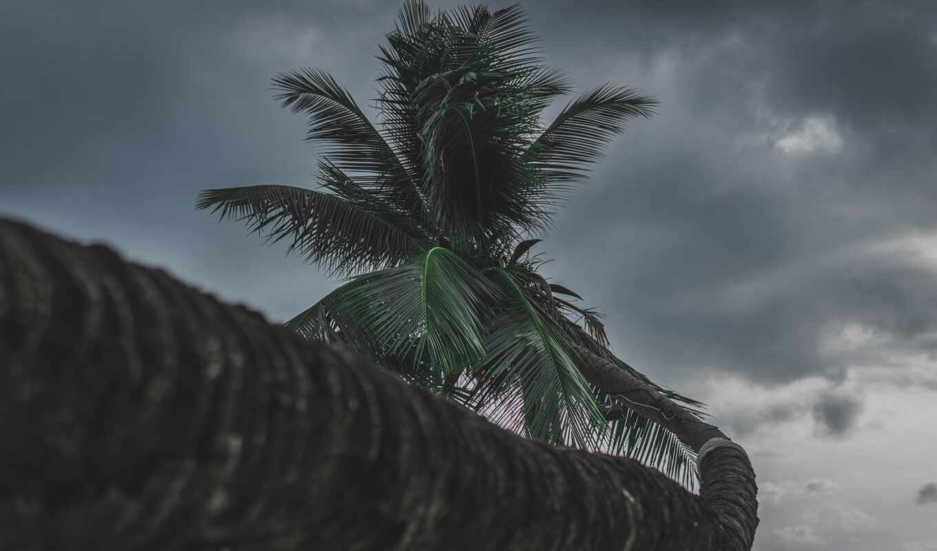 tree, palm