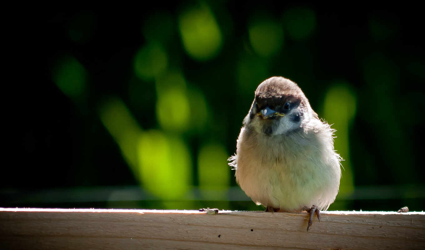 bird, sit, throw