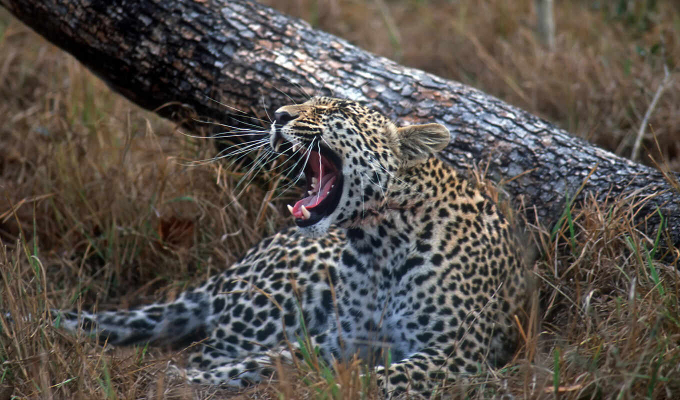 leopard, animal