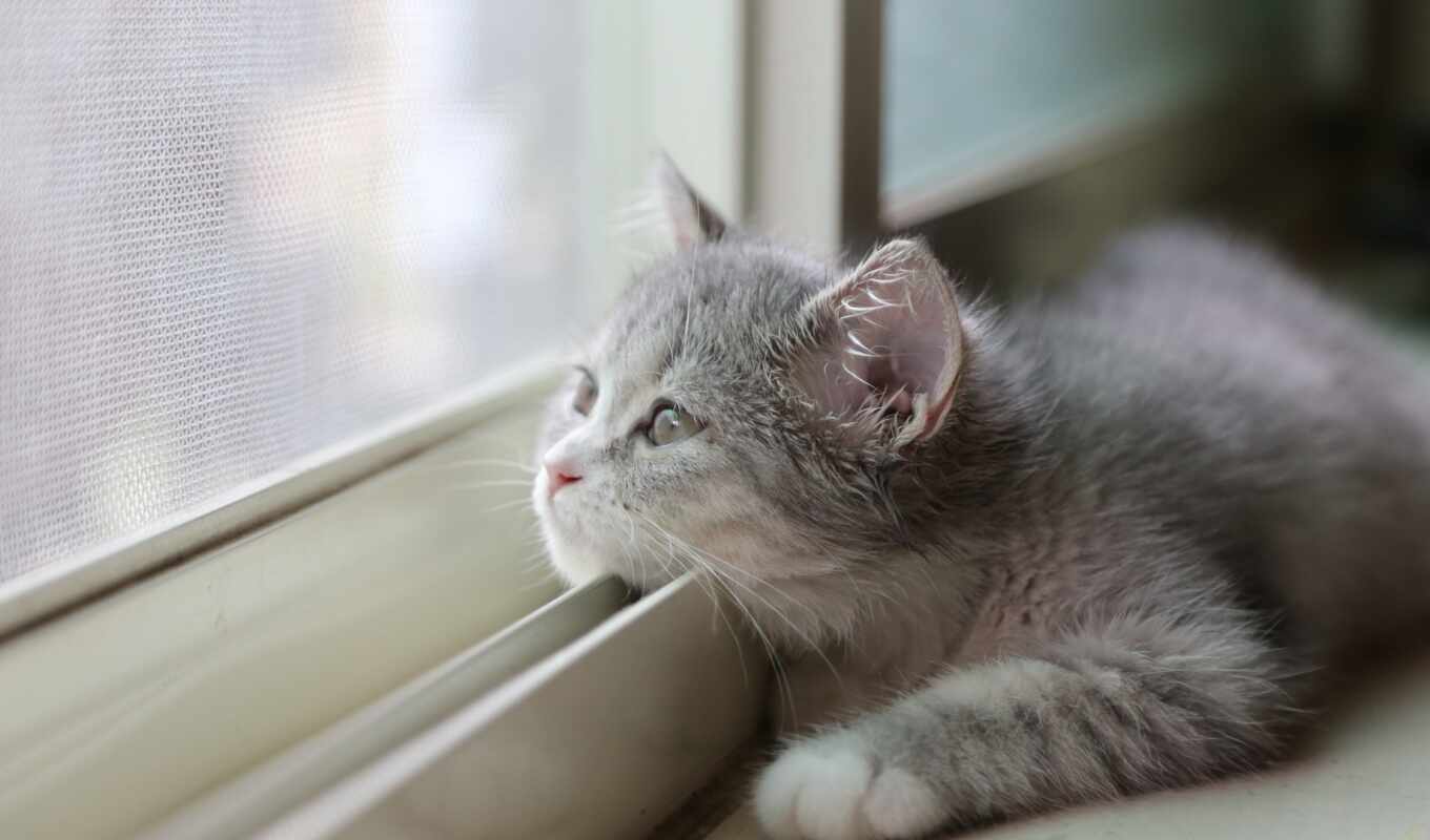 window, cat, see, see, kitty, animal