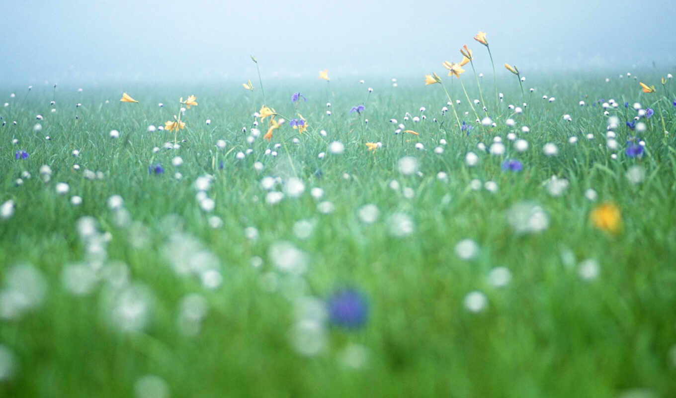 field, cvety, pole, morning, fog