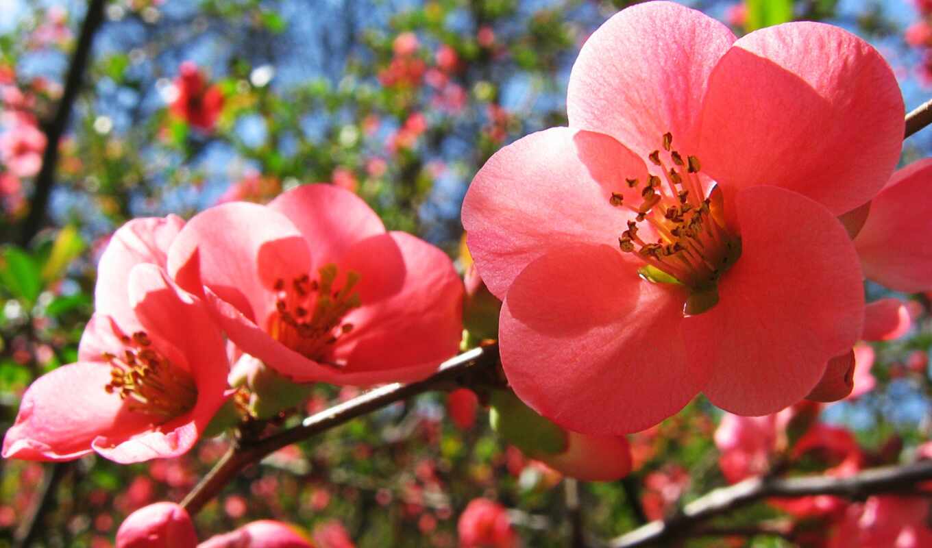 цветы, cherry, розовые, весна, вишни