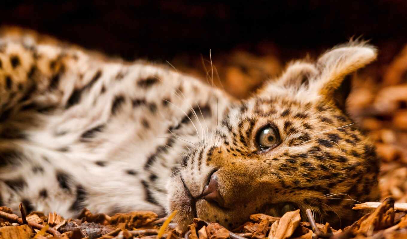 леопард, small, zhivotnye