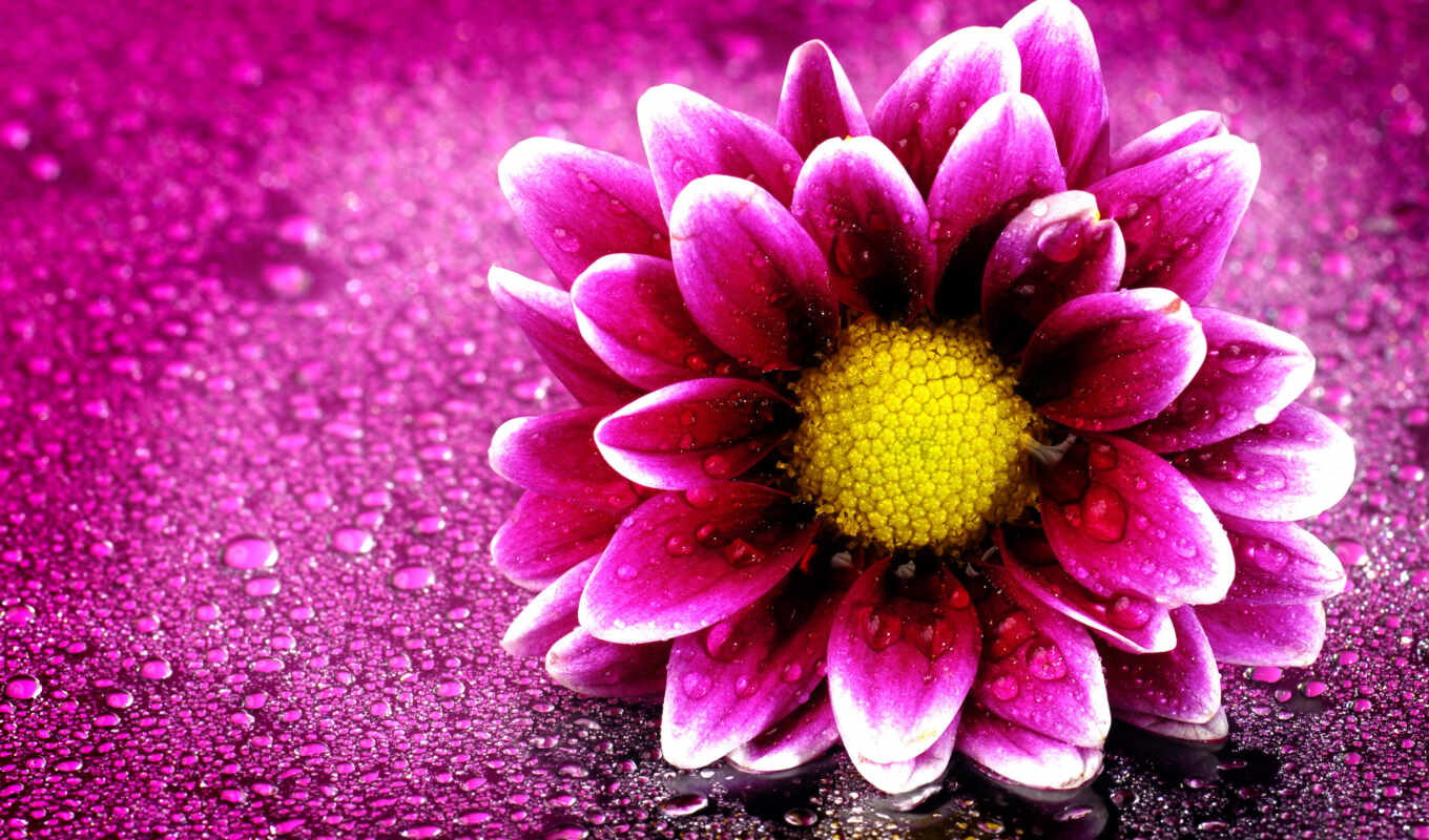 flowers, free, purple, water, photos, images, stock, pink, drops, droplets