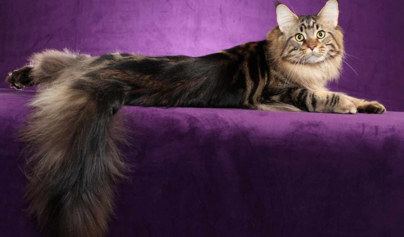 cat, breed, cats, tail, forest, fur, my, only, persian, nature, norwegian
