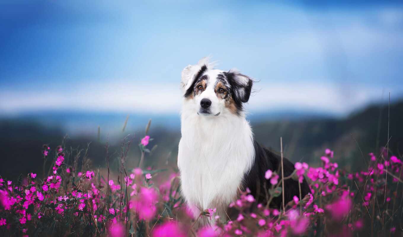 flowers, summer, free, field, group, dog, breed, muzzle, to collect, fonwall