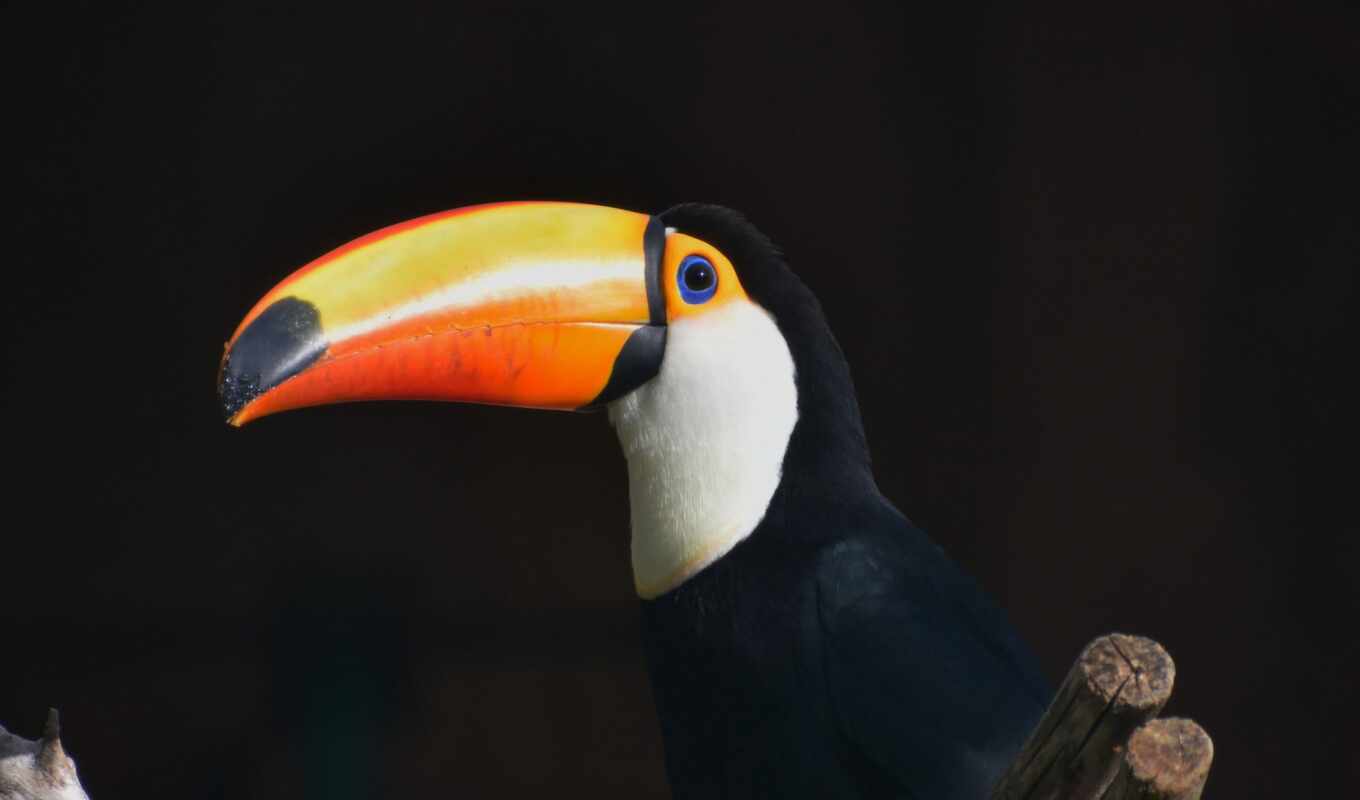 animals, bird, toucan, pike