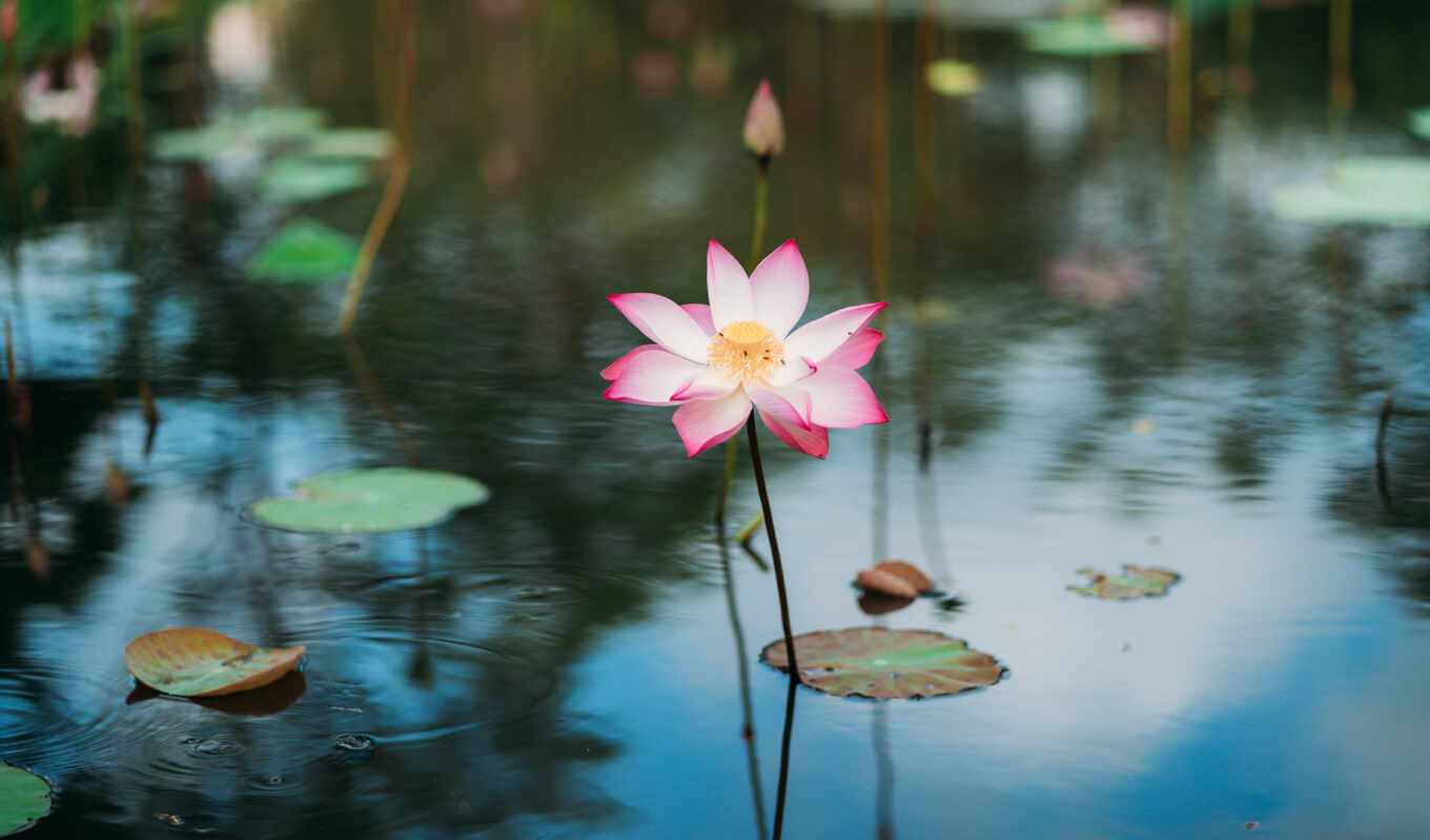 pond, lotus