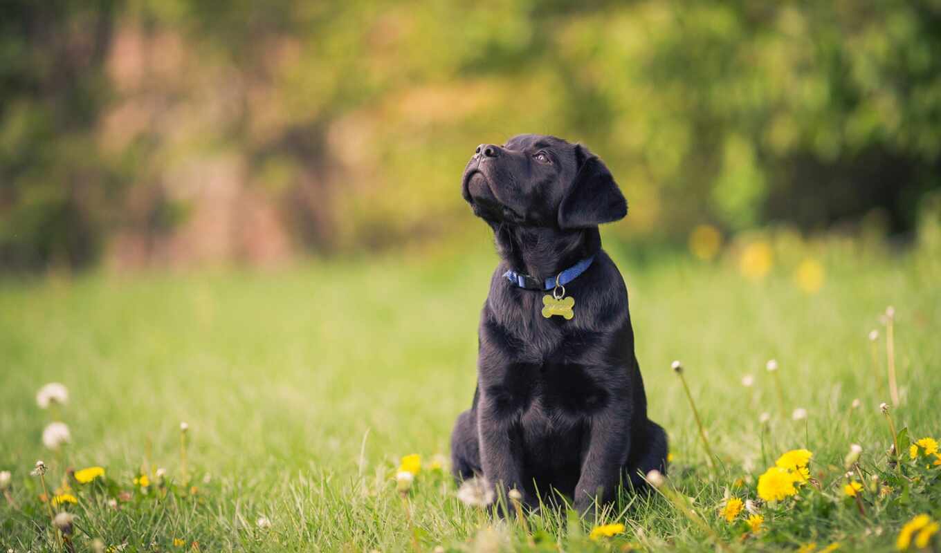 black, зелёный, трава, cute, собака, щенок, labrador, animal, retriever