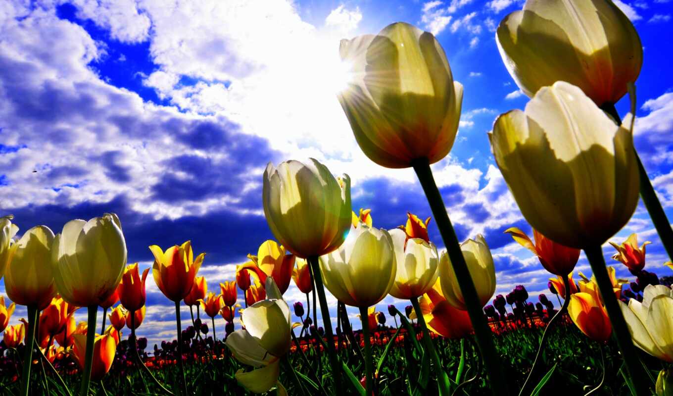 sky, white, field, tulip
