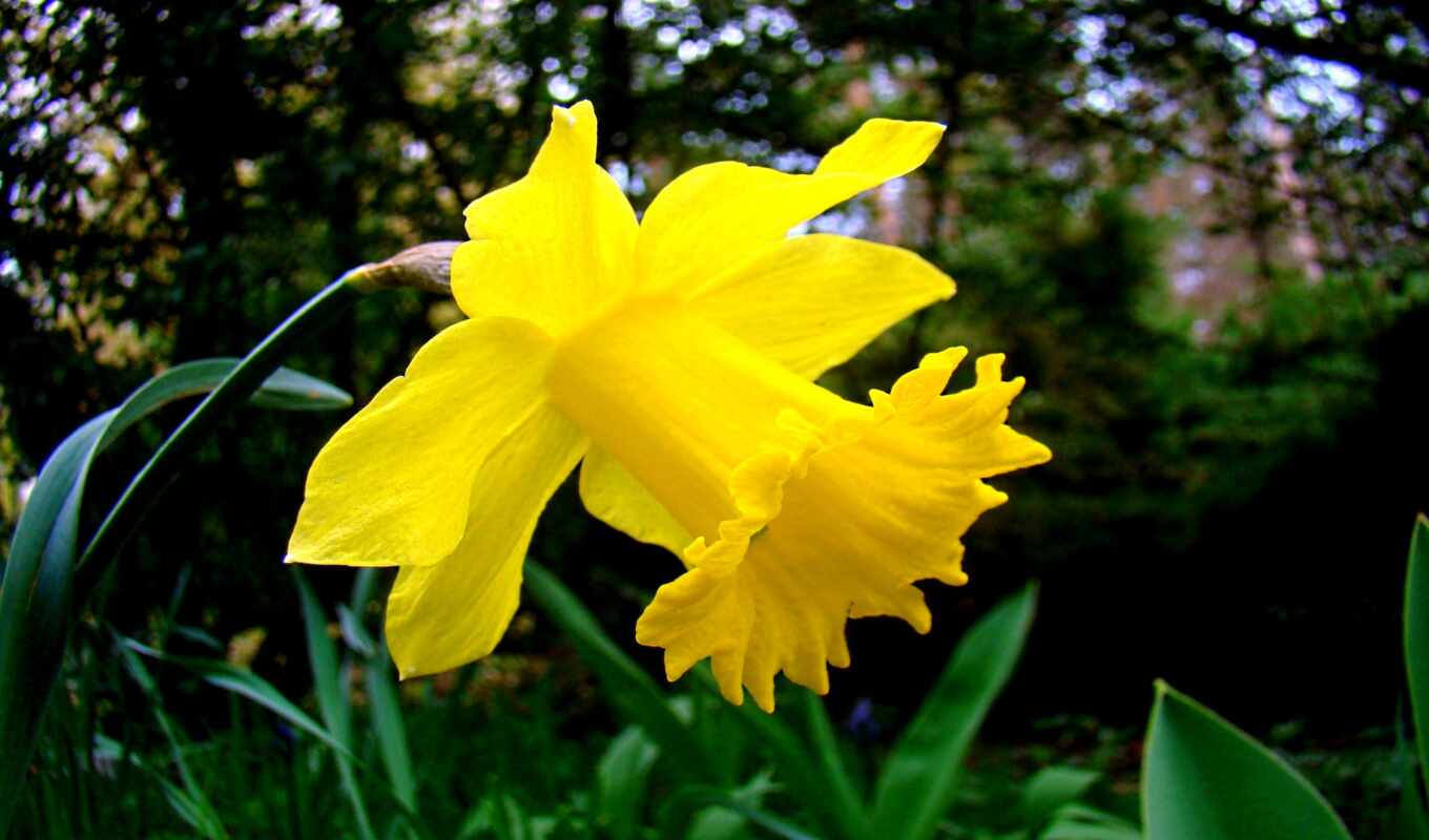 luka, narcissus, daffodil, псевдонарцисс