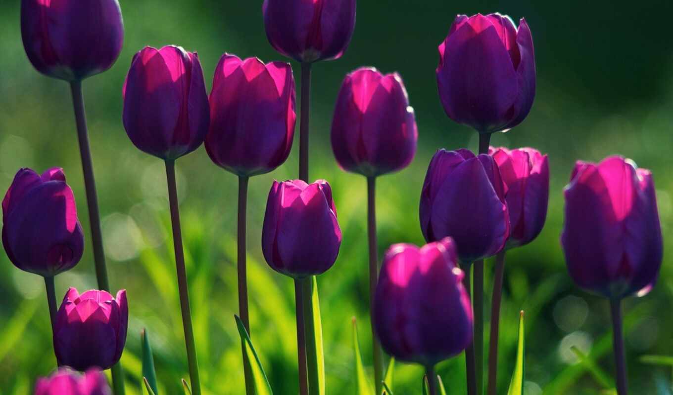 flowers, flowers, light, grass, beautiful, morning, tulips, freshness, purple, plants