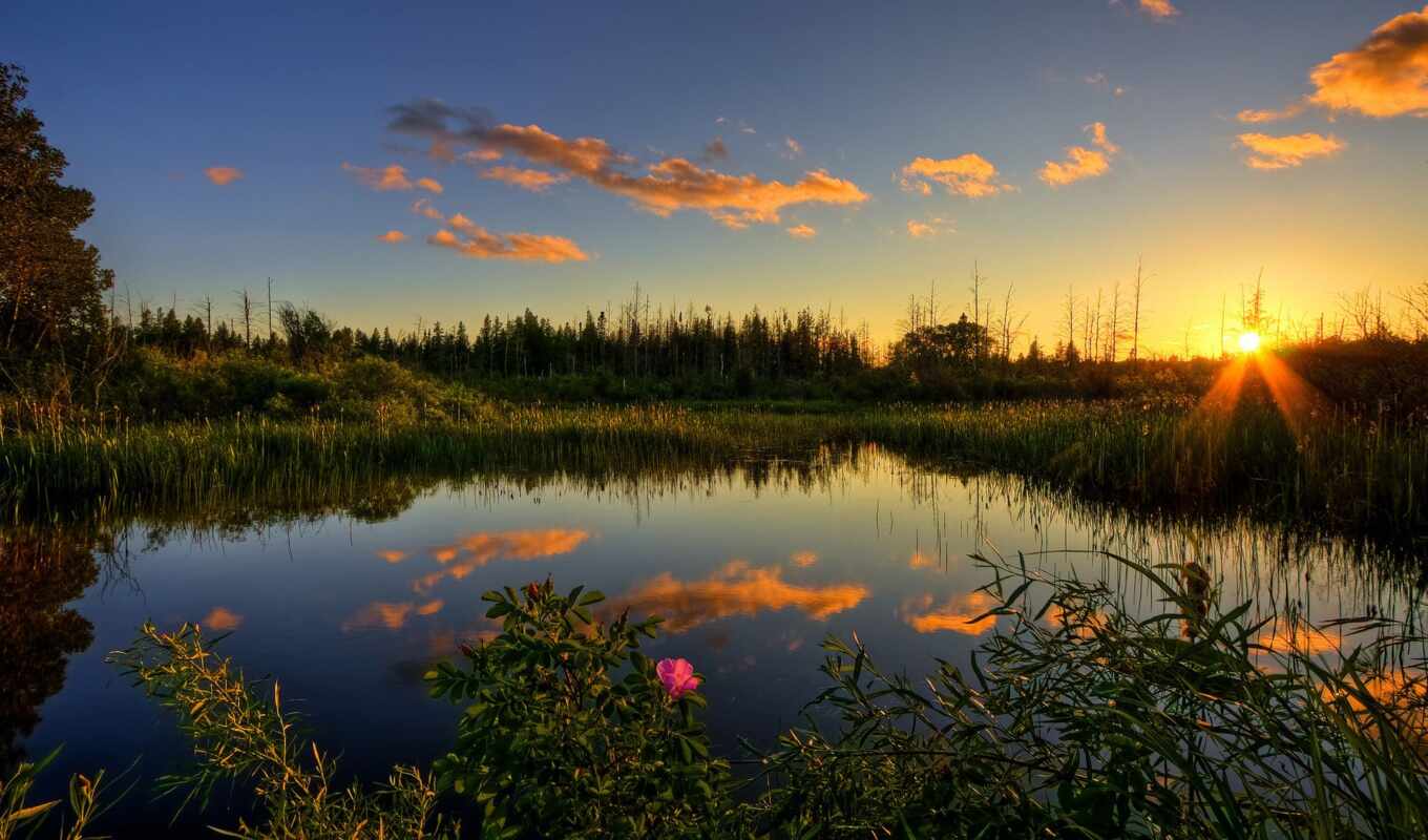 природа, красивые, лес, пруд, камыш, финляндия