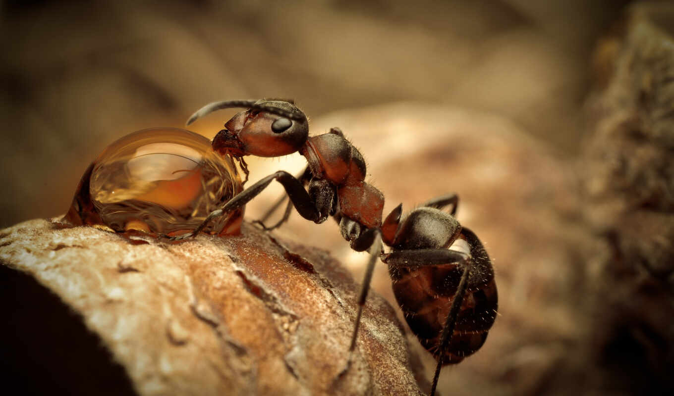 macro, they, яndex, card, pet, live, exactly, ant, ants, eating, ants