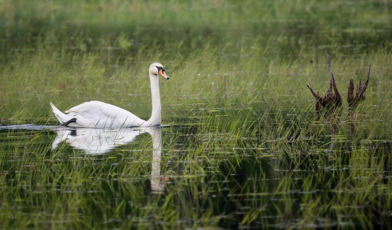 swan, tundra