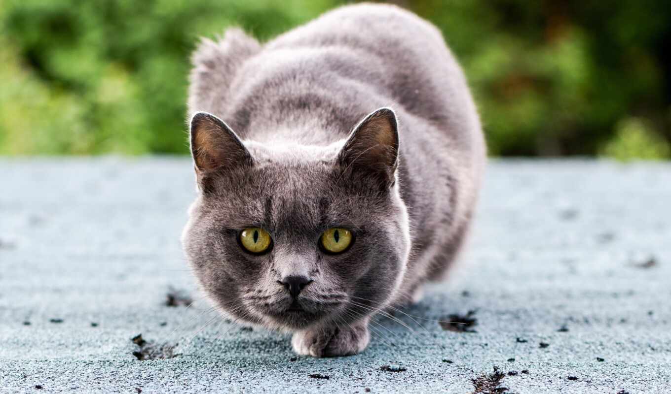 серый, кот, хищник, кошки, hunting, glaza