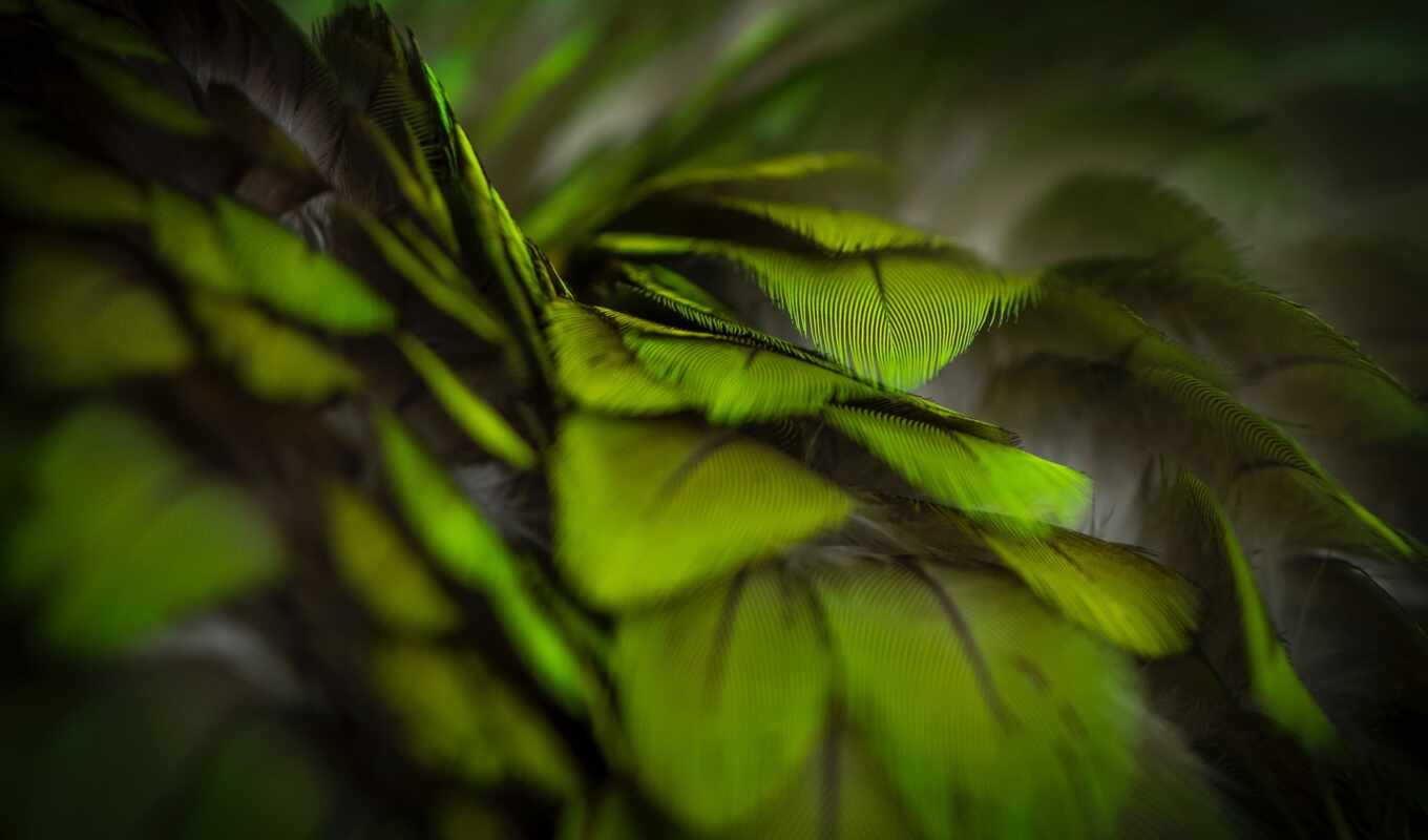 texture, green, bird, a parrot, amazon, leaf, a feather, song