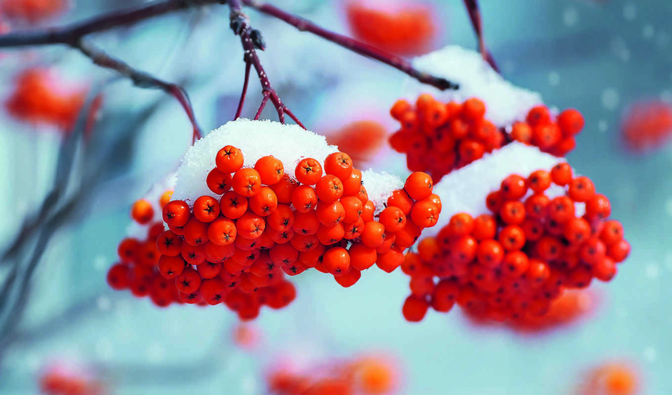 фото, снег, winter, цена, branch, диета, available, ягода, рябина, stokovyi, eliseev