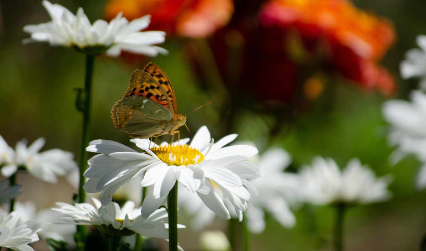 цветы, бабочка, id