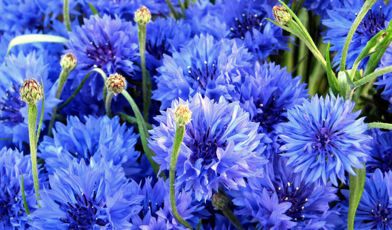 цветы, blue, поле, oir