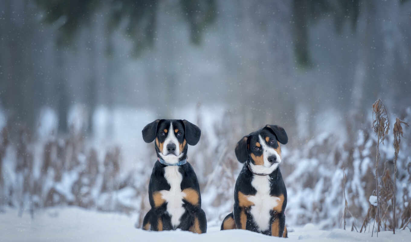 снег, winter, собака, entlebuch