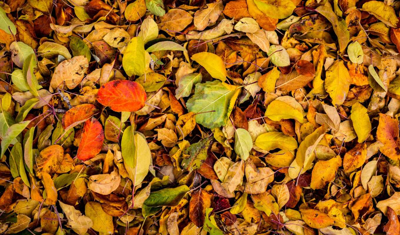 осень, пасть, leaf, dry