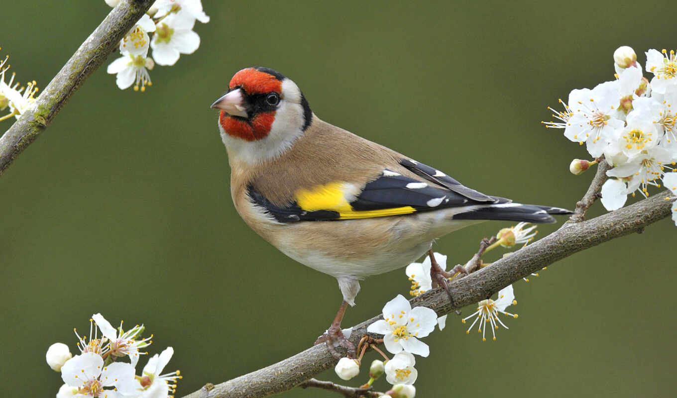 flowers, bird, branch, animal, goldfinch